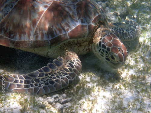 snorkeling with a green sea turtle at gili trawangan