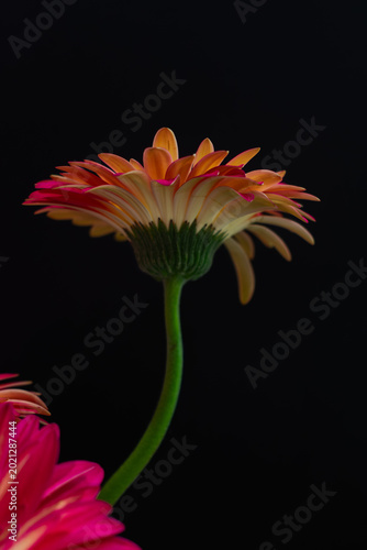 Red Daisy