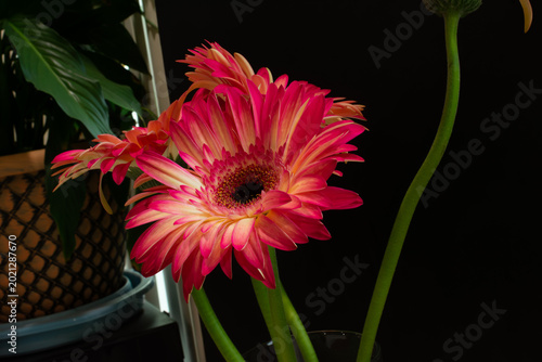 Red Daisy