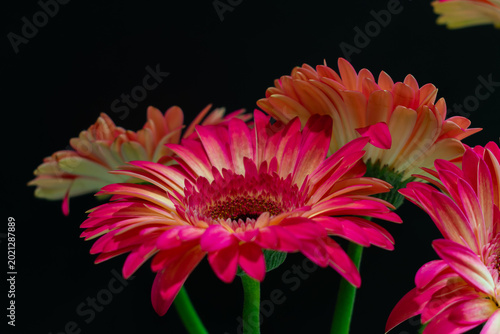 Red Daisy