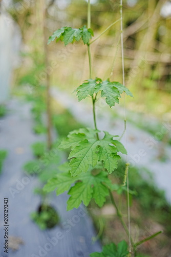 Vibrant Green Leaves on a Vine