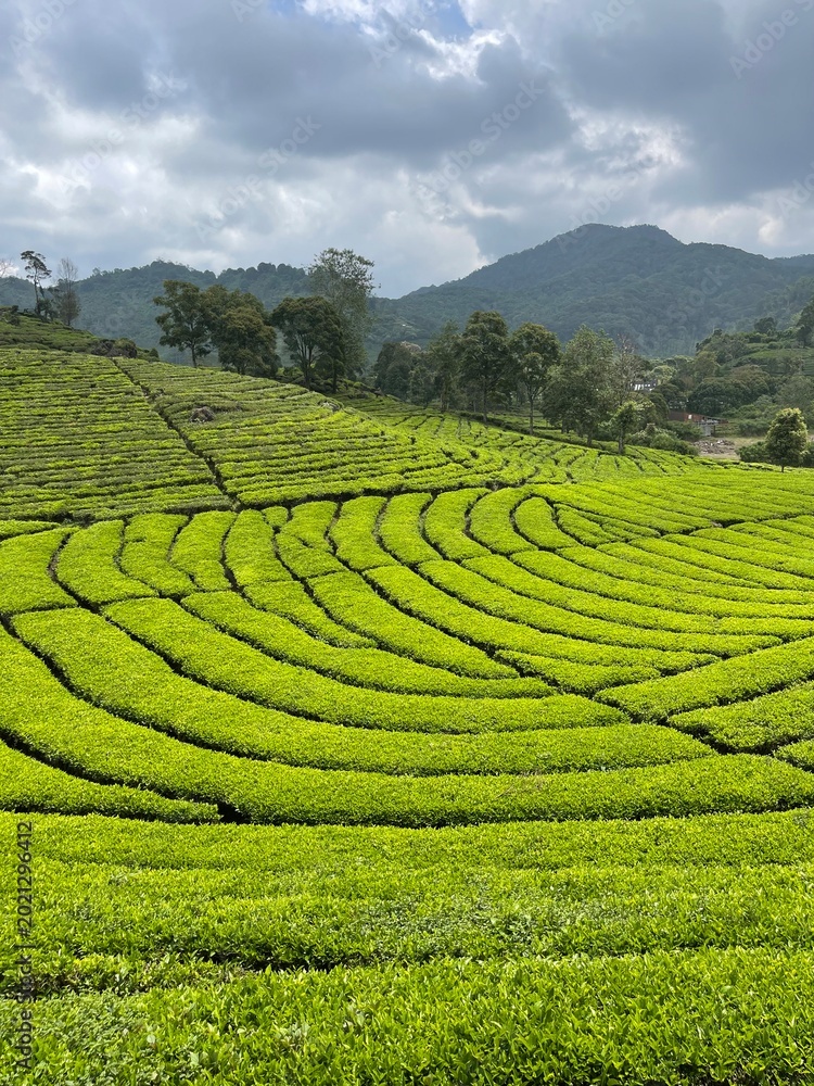 Obraz premium rice field in thailand