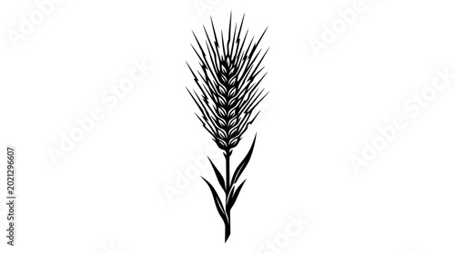 Detailed monochrome illustration of an ear of wheat on white.