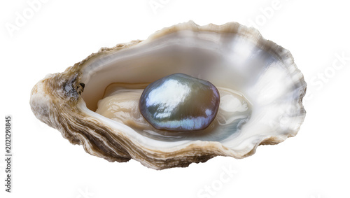 Photos Iridescent baroque pearl nestled inside a rough oyster shell, isolated on transp