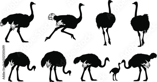 Foto Ostrich Silhouette Set with African Wild Birds in Various Poses Including Runnin