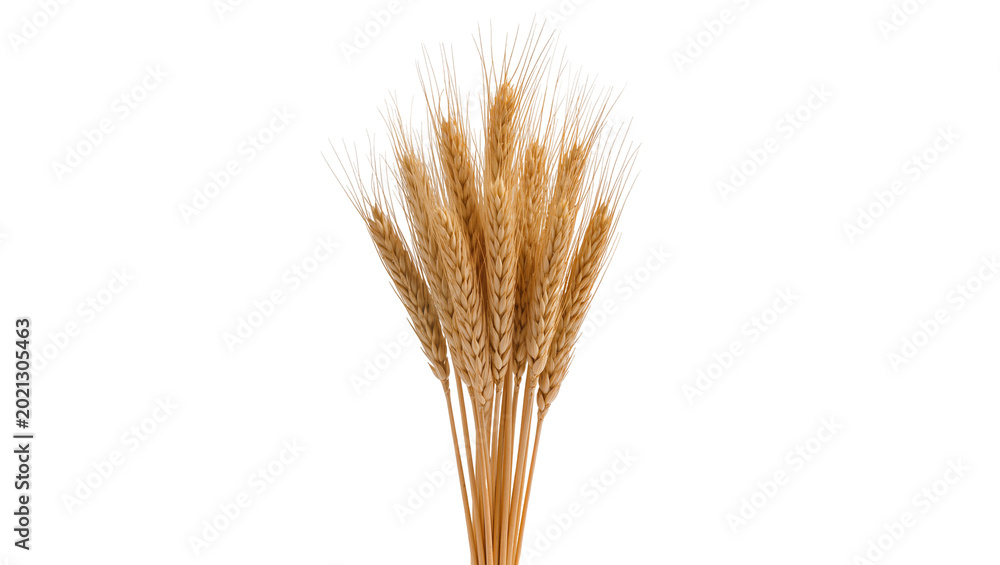 Fototapeta premium Golden wheat stalks with long awns, isolated on transparent background