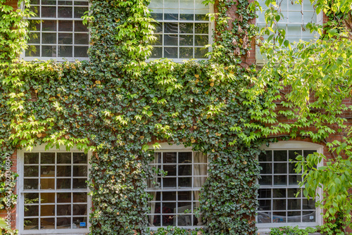 Photography Ivy Covered Building Windows