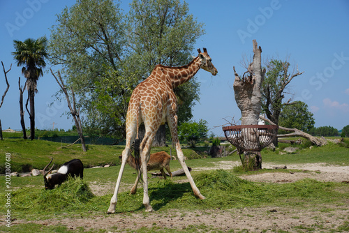 Canvas Print Giraffe standing over grass with wild animals in a safari park enclosure