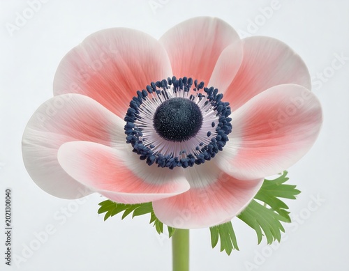 Anemone Flower Isolated on White Background – pink flower
