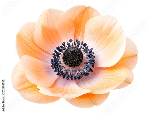 Anemone Flower - orange flower isolated on white