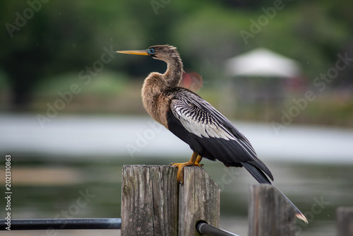 Foto An Anhinga perches on a post in Huntington Beach State Park in South Carolina