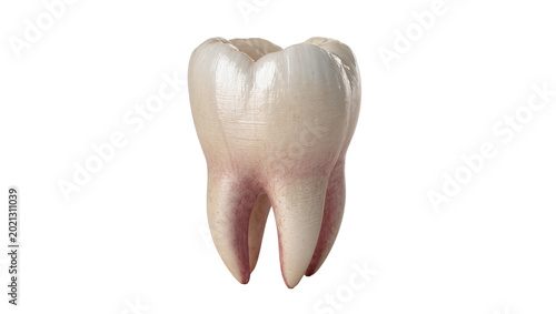 Schilderij op canvas Realistic human molar tooth with roots, isolated on transparent background