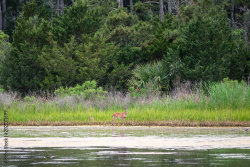 Tablou pe pânză A mother White-tailed deer and her faun beside Murrells Inlet at Huntington Beac
