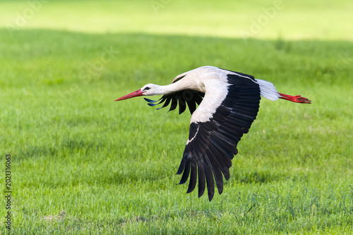 Weißstorch im Flug bei der Futtersuche über eine Wiese