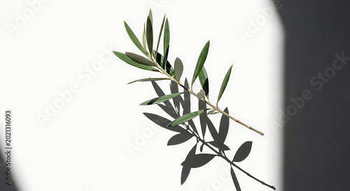 Minimalist Mediterranean olive branch casting a sharp high contrast shadow on a clean white surface elegant botanical still life for organic beauty and wellness