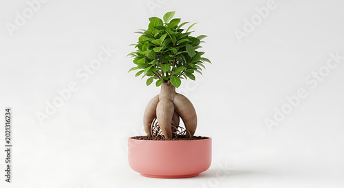 Elegant Ficus Microcarpa Ginseng Bonsai Tree with Lush Green Foliage and Thick Aerial Roots in a Modern Pink Ceramic Pot Isolated on a Clean White Background