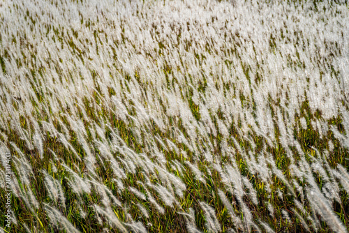 Fotografía A lyrical landscape of white silver grass flowers swaying in the wind under gold