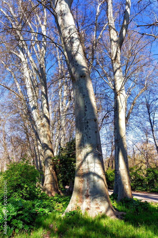 Fototapeta premium Plátano de sombra (Platanus hispannica)