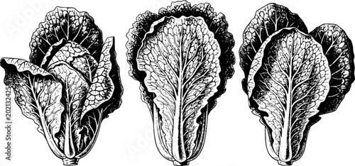 Quadro su tela Detailed black ink of napa cabbage heads white background, vegetable food