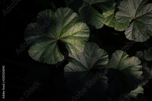 Planta silvestre