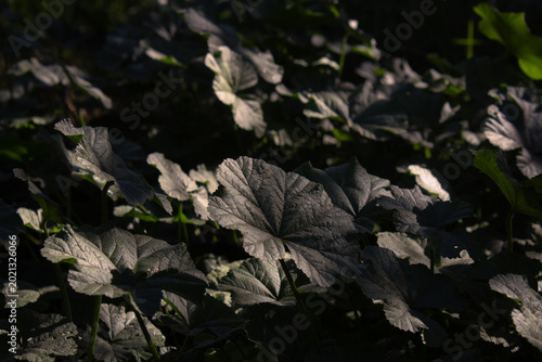 Planta silvestre