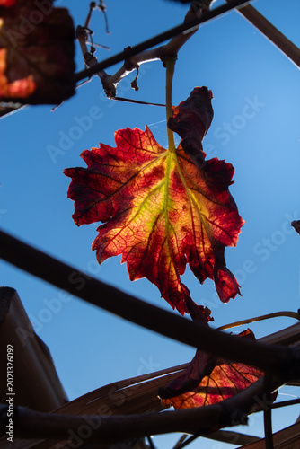 Hoja de otoño
