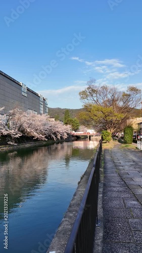 Cherry blossoms along the river in Japan