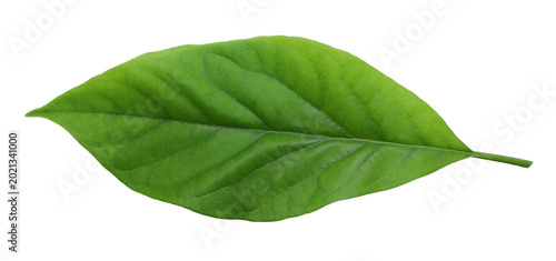 Green young avocado leaves on white background
