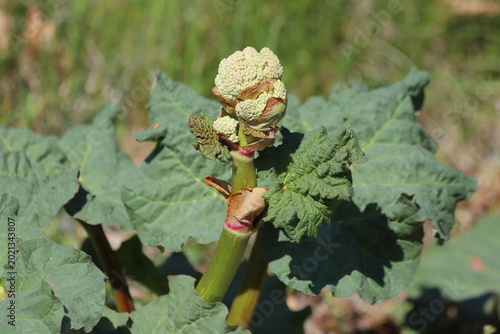 Canvastavla Flowering Rheum rhabarbarum in a vegetable garden.