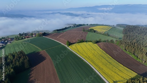 Canvas-taulu Magische Morgenstimmung über den Rapsfeldern der Buckligen Welt