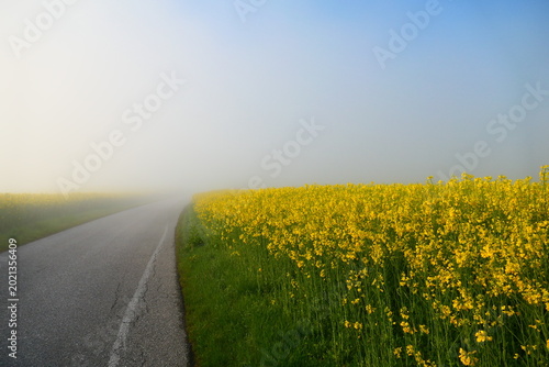 Obraz na płótnie aufsteigende Morgensonne übe den Rapsfeldern der Buckligen Welt