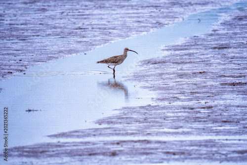 Curlew on the mud banks in devon 