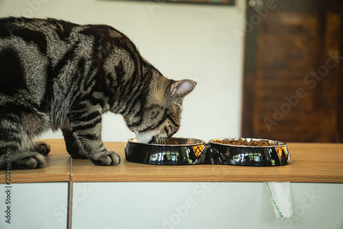 Cuadro en lienzo American Shorthair cat with grey tabby patterns eating food from a black bowl on