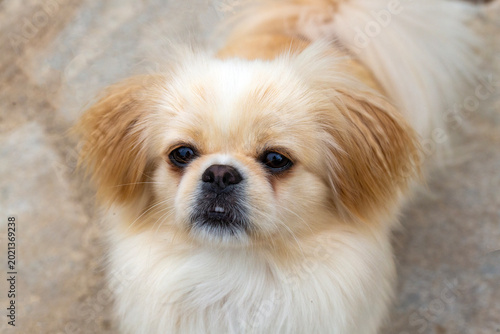 Принти на полотні Adorable Pekingese Dog Portrait with Fluffy Fur Looking Curiously at Camera