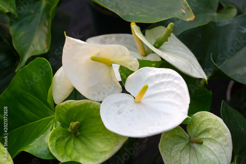 Foto Elegant White Anthurium Flowers with Yellow Spadix and Lush Green Leaves