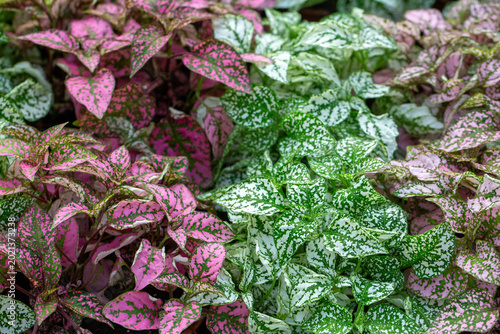 Foto Vibrant Pink and White Polka Dot Plants (Hypoestes phyllostachya) with Spotted L