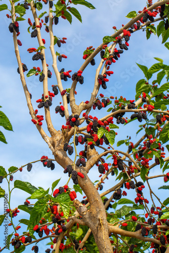 Photos Ripe and Unripe Organic Black Mulberries (Morus nigra) Growing on a Tree Branch