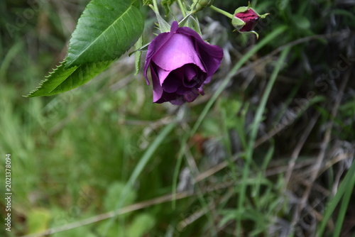 blaue Rose