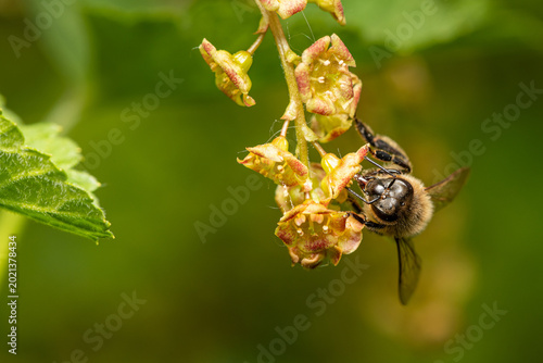 Hairy footed flower bee Anthophora plumipes feeds on red currant blossom
