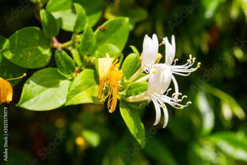 Fragrant White and Yellow J...
