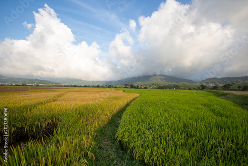 Canvastavla Rice paddies in the highlands of Vietnam, ripening rice fields in the early morning mist, colorful rice fields, rice grown in Lam Dong, Vietnam