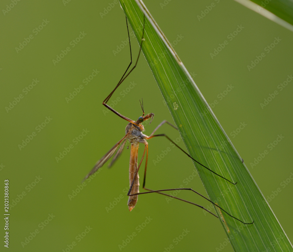 Naklejka premium Crane fly Tipula perched on a green grass leaf in the wild