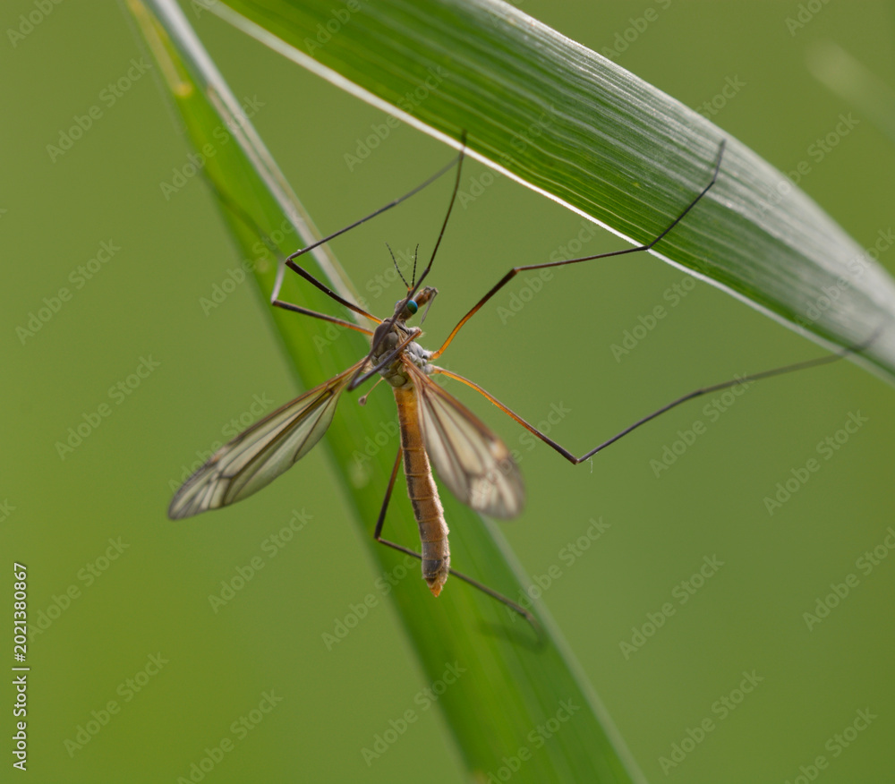 Naklejka premium Crane fly Tipula perched on a green grass leaf in the wild