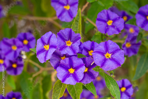 Vibrant Purple Blue Potato ...