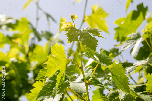 Photography Fresh Green Grapevine Leaves and Shoots Blooming Under Sunlight in a Vineyard