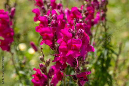 Vibrant Fuchsia Pink Snapdr...