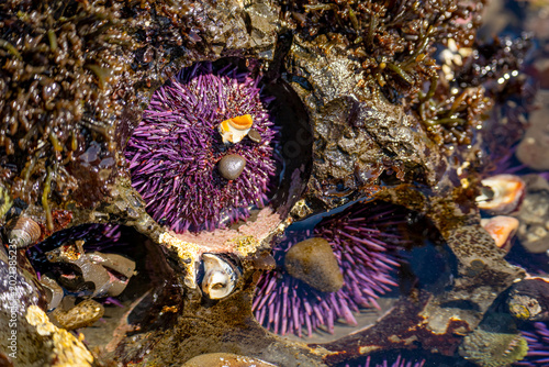 Close-up of Marine Sea Urchins in Natural Habitat, Fitzgerald Marine Reserve
