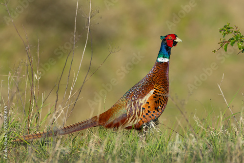 Colorful male Common Pheasant (Phasianus colchicus) standing on a grassy meadow. Full body profile of a ring-necked pheasant with vibrant feathers in natural habitat.