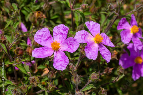 Vibrant Pink Pink Rockrose (Cistus creticus) Flowers Blooming on a Wild Shrub