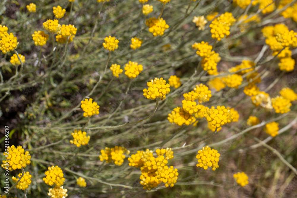 Fototapeta premium Vibrant Yellow Immortelle (Helichrysum stoechas) Flowers Blooming in wild Habitat